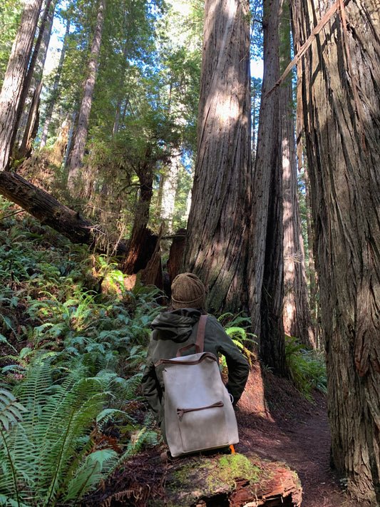 Mochila Berlin en los bosques de Secuoyas